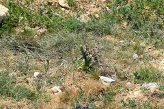 Alyssum montanum