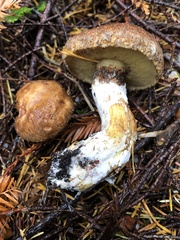 Suillus lakei