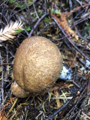 Suillus lakei