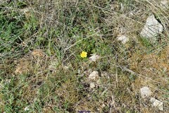Potentilla verna