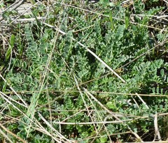 Astragalus monspessulanus