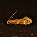 Dryadaulidae - Photo (c) Saryu Mae, algunos derechos reservados (CC BY), subido por Saryu Mae