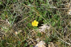 Potentilla verna