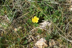 Helianthemum