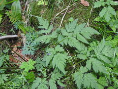Chaerophyllum hirsutum