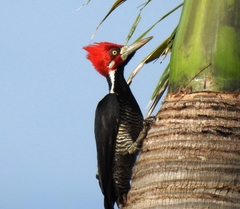 Campephilus melanoleucos