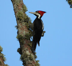 Campephilus melanoleucos