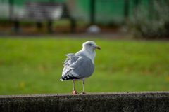 Larus argentatus