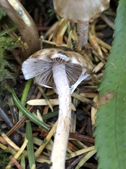 Inocybe fuscodisca