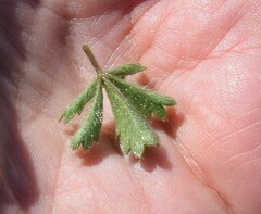 Potentilla verna