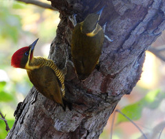 Piculus chrysochloros