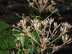 Chaerophyllum hirsutum