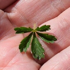 Potentilla verna