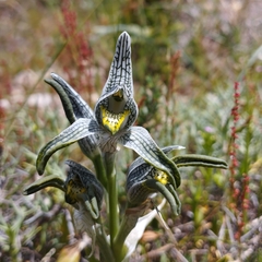 Chloraea magellanica