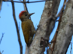 Dryobates passerinus