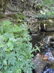 Chaerophyllum hirsutum