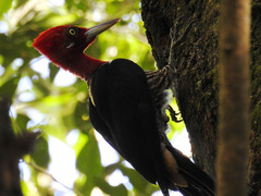 Campephilus robustus