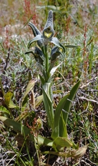 Chloraea magellanica
