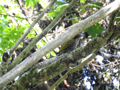 Dryobates spilogaster