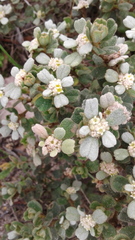 Spyridium coactilifolium