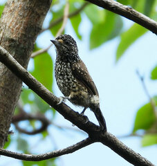 Picumnus albosquamatus
