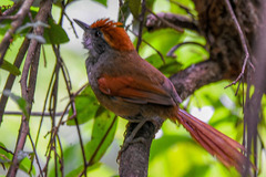 Synallaxis ruficapilla