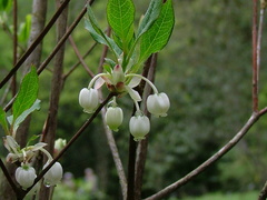 Enkianthus perulatus