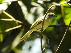 Phyllomyias griseocapilla
