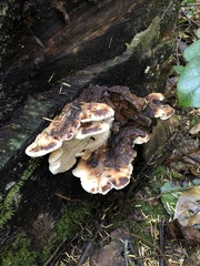 Amylocystis lapponica