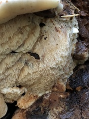 Amylocystis lapponica