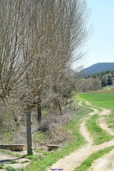 Populus × canadensis