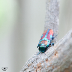 Bilyaxia concinna