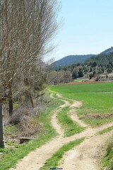 Populus × canadensis