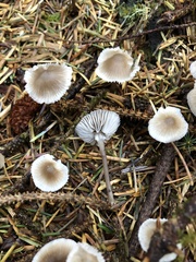 Mycena tenax