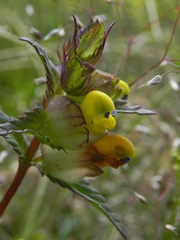 Rhinanthus minor