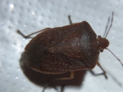 Nezara viridula