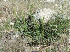 Reseda lutea