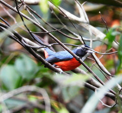 Granatellus pelzelni
