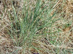 Dactylis glomerata hispanica