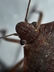 Nezara viridula