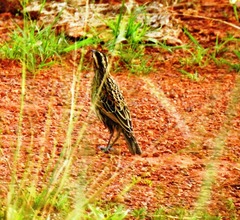Leistes militaris