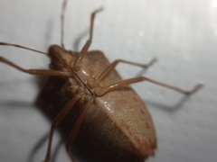 Nezara viridula