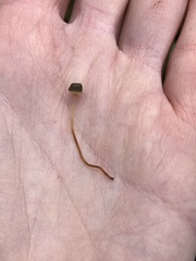 Mycena picta