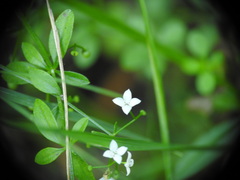 Galium palustre