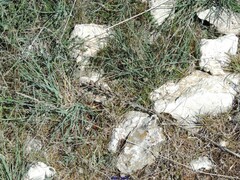 Bellardia trixago