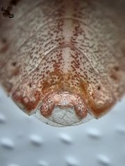 Nezara viridula