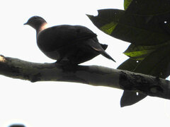 Patagioenas plumbea