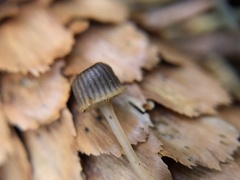 Mycena picta