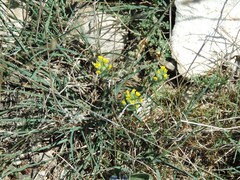Alyssum montanum