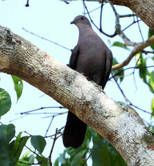 Patagioenas subvinacea